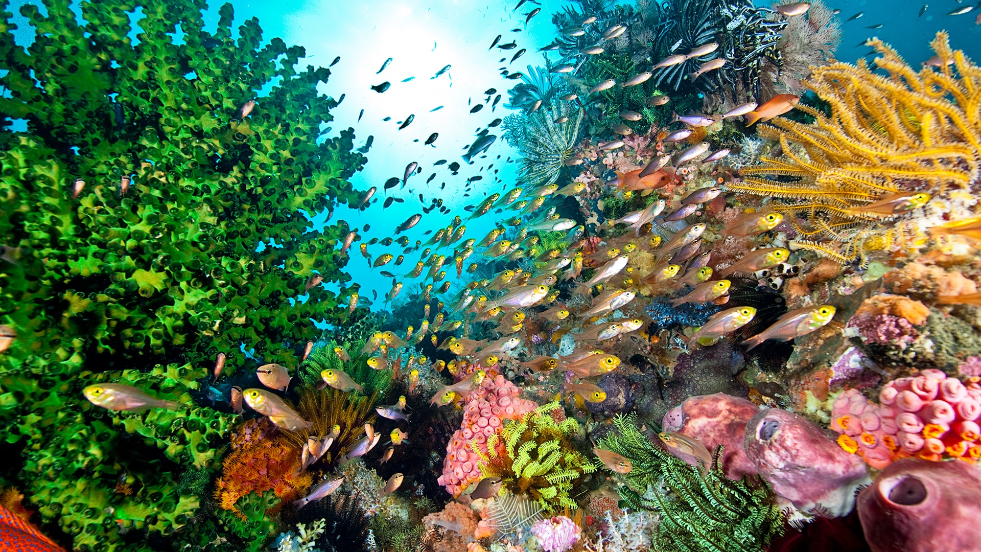 The Wondrous Worlds Of Coral Reefs And Why We Need To Protect Them ...